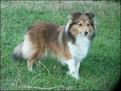 Quelle est cette race de chiens petits et mignons ?