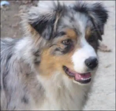 Quelle est cette race de chiens ?