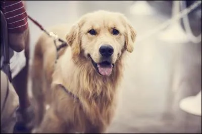 Quelle est cette race de chiens ?