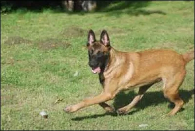 Quelle est cette race de chiens souvent utilisés dans les recherches, les sauvetages et le ring ?