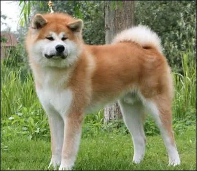 Quelle est cette race de chiens ? (Pensez à Hatchi, Hatchiko....)