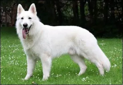 Quelle est cette race de chiens ?