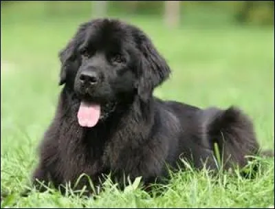 Quelle est cette race de chiens qui effectuent des sauvetages dans l'eau ?