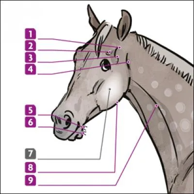 Quel est le nom du numéro 2 ?