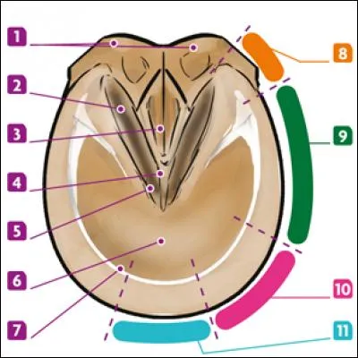 Quel est le nom du numéro 5 ?