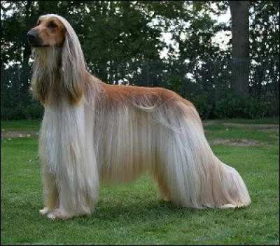 Originaire de l'Orient, on me reconnaît grâce à mon impressionnante touffe de poils. D'un caractère plutôt calme et distant, il est conseillé de me faire prendre régulièrement des bains si on veut conserver mon pelage. Qui suis-je ?