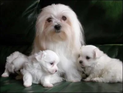 Connu depuis la Rome antique, je suis affectueux et intelligent. Originaire d'Italie, je tombe rarement malade et peux vivre jusqu'à l'âge de 18 ans. Qui suis-je ?