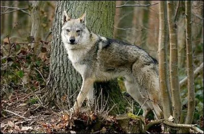 Issu du croisement entre un berger allemand et une louve des Carpates, je suis d'une fidélité exceptionnelle malgré mon côté craintif et destructeur. Qui suis-je ?