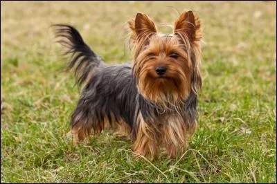 Appartenant à la catégorie des terriers, je suis l'une des races de chien les plus fréquentes. Originaire des environs de Manchester, je suis très câlin et joueur. Qui suis-je ?