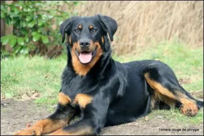 De taille plutôt grande, je suis classé dans la catégorie des chiens de berger. Je suis plutôt solide et puissant, d'un caractère franc et sans peur. Qui suis-je ?