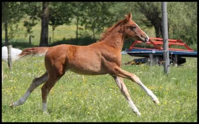 Comment s'appellent les taches sur les pattes du cheval ?