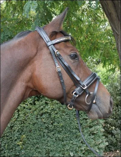 Comment s'appelle cet objet en cuir ?