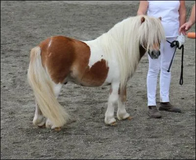 Quelle est la race de ce poney ?
