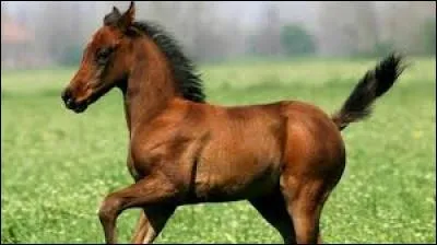 Comment appelle-t-on le petit du cheval ?