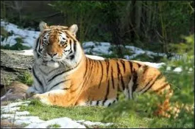 Quel est ce type de tigre ?