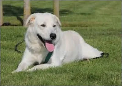 Quelle est la race de ce chien ?