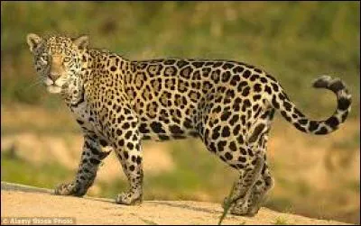 Quel est ce félin sur la photo ?