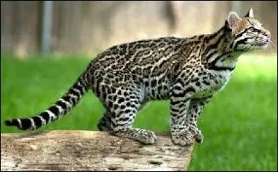 Quel est ce félin ?