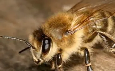 Quiz Abeilles