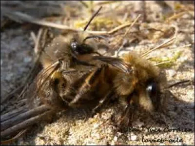 Que se passe-t-il après un accouplement entre une reine et un mâle ?