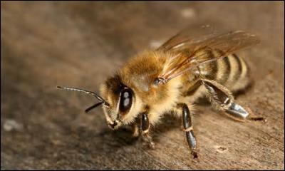 Combien d'espèces d'abeilles sont répertoriées dans le monde ?
