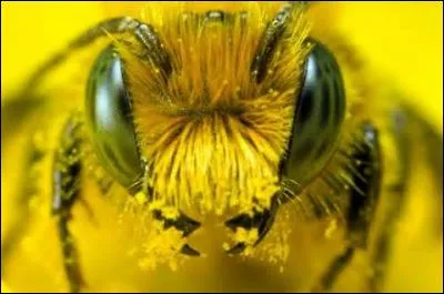 De quoi se nourrit une abeille ?