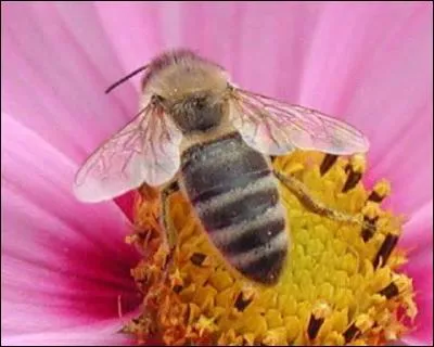 Quelle taille peuvent atteindre les abeilles ?