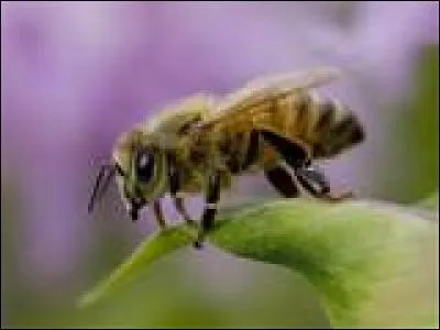 Quel poids peuvent-elles atteindre ?