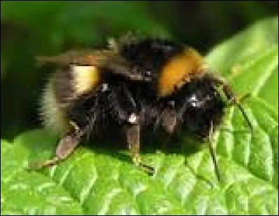 Quelles autres espèces peuvent lui ressembler ?