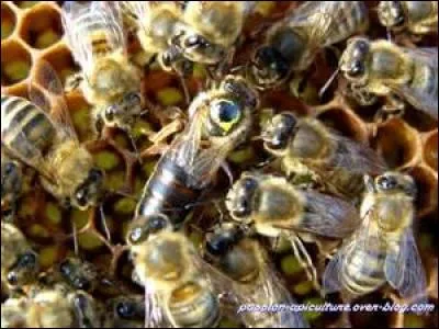 Quelle est l'espérance de vie d'une reine ?