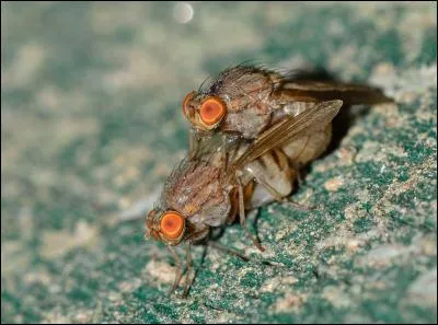 Que signifie l'expression "ne pas faire de mal à une mouche" ?