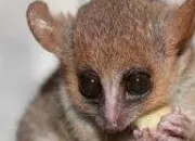 Quiz 30 Animaux pas très connus