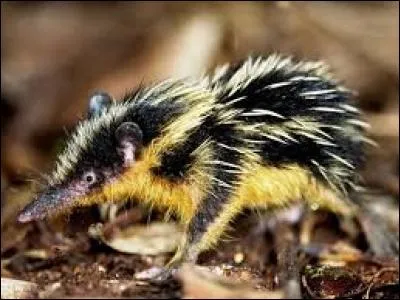 Quel est cet animal ?