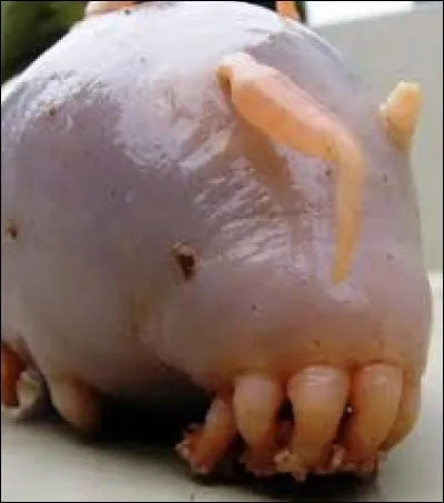 Quel est cet animal ?