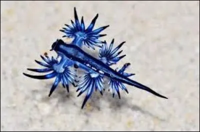 Quel est cet animal ?