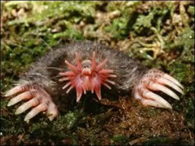 Quel est cet animal ?