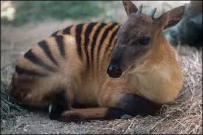 Quel est cet animal ?