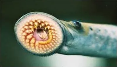 Quel est cet animal ?