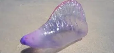 Quel est cet animal ?