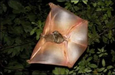 Quel est cet animal ?