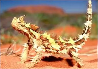 Quel est cet animal ?