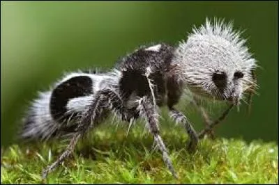 Quel est cet animal ?