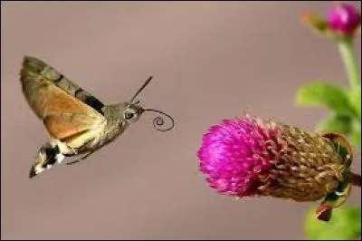 Quel est cet animal ?