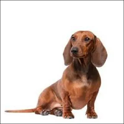 Quelle est sa race ?