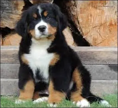 Quelle est sa race ?