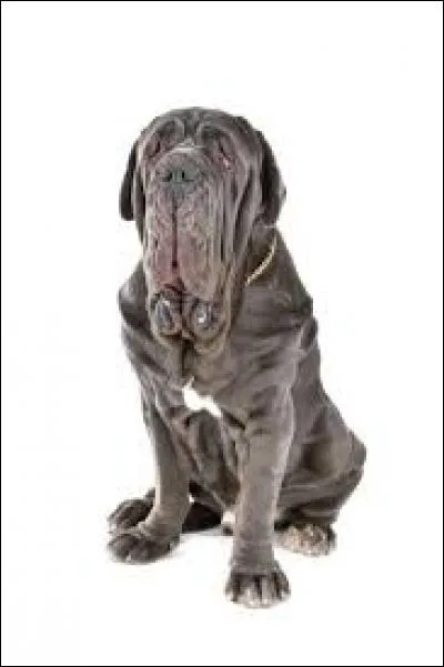 Quelle est sa race ?