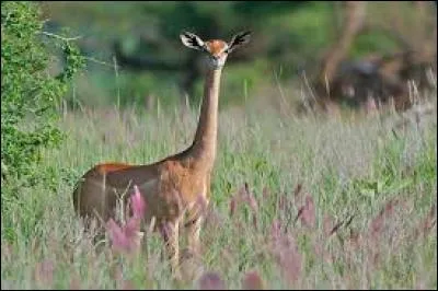 Quel est cet animal ?