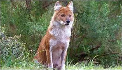 Quel est cet animal ?