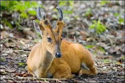 Quel est cet animal ?