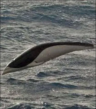 Quel est cet animal ?